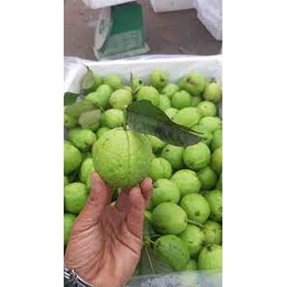 Cây giống Ổi Đông Dư [ Cây ghép, cho trái sớm, siêu trái ].