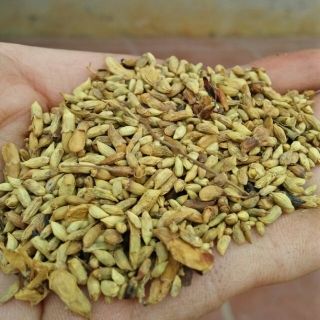 Nụ hoa hòe khô gói 500gr