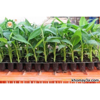 Cây giống chuối sứ 100% giống chuẩn [hay còn gọi là chuối xiêm, chuối mốc dùng để chiên chuối, nấu chè, cúng thờ được ạ]