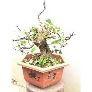 CÒN HÀNG CÂY SUNG THẾ CỰC ĐẸP