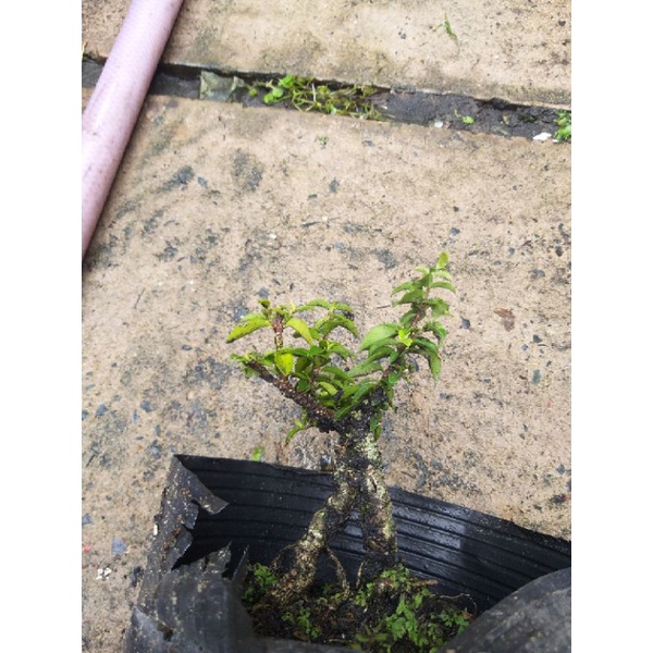 Hồng Ngọc Mai bonsai mini