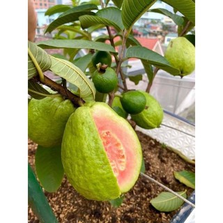 Cây Ổi ruby.... thơm ngon