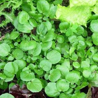 Giống Xà Lách Xoong Mỹ THƠM NGON DỄ TRỒNG