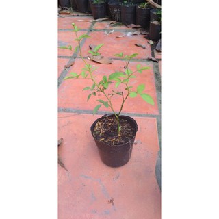 Hồng bạch trà