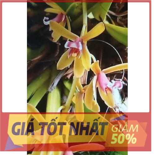 Hoa lan kiếm, COMBO 3 THÂN GIỐNG LAN KIẾM TIÊN VŨ HÀNG RỪNG chuẩn giống cam kết chất lượng