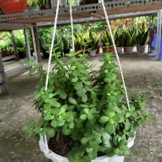 💚💜Cây Ngọc bích 💚💜