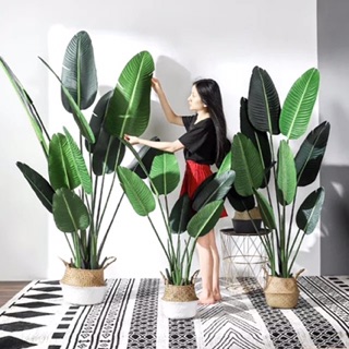 Cây chuối cảnh 1,2m siêu đẹp