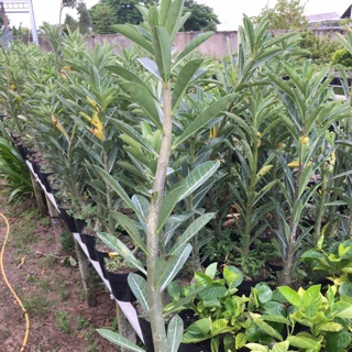 Cây sứ thái chân dài