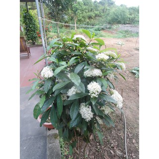 BẦU CÂY HOA MẪU ĐƠN TRẮNG( ĐƠN TA), HOA RẤT THƠM CÂY LỚN ĐANG NỤ