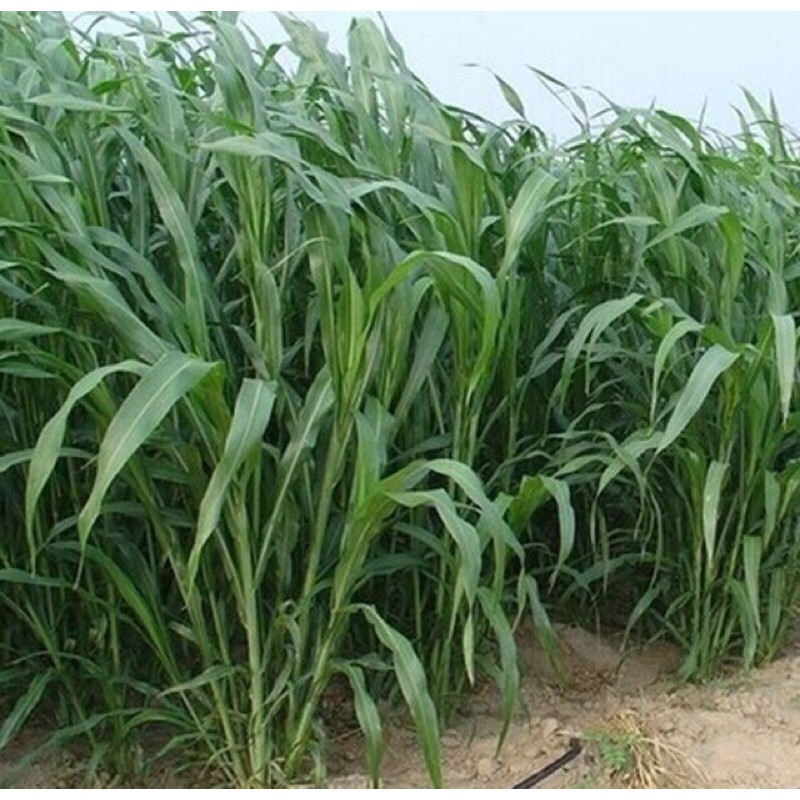 Hạt giống cỏ lai Sudan- gói 10 gam