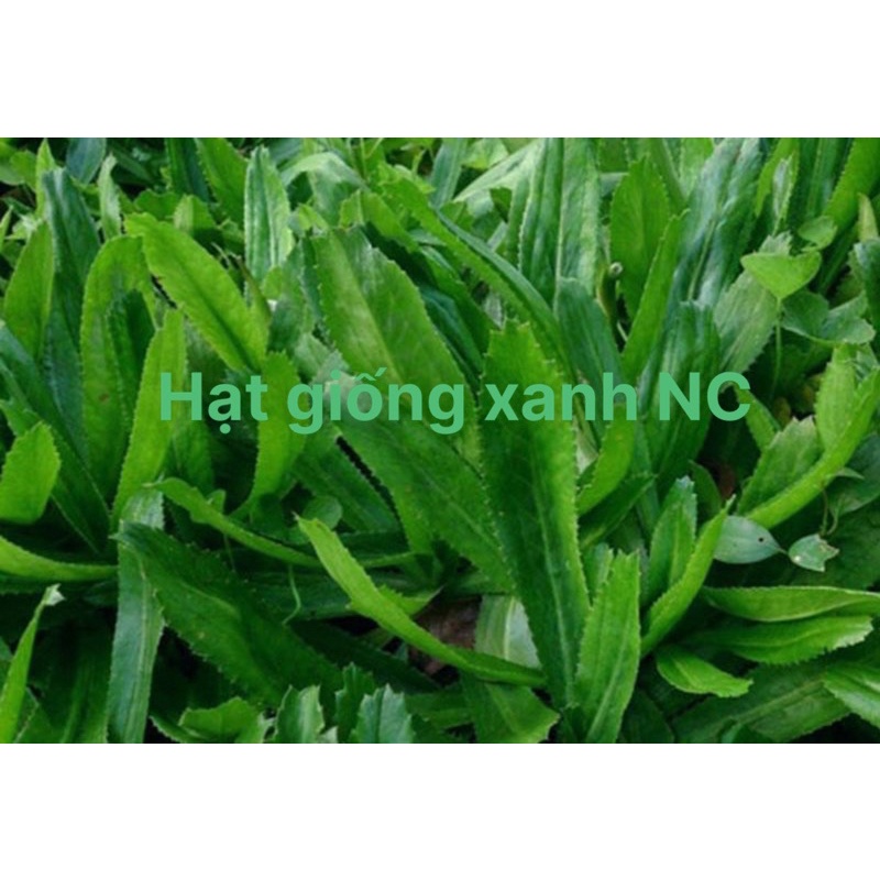 Hạt giống rau ngò gai (mùi tàu), đóng gói 10g