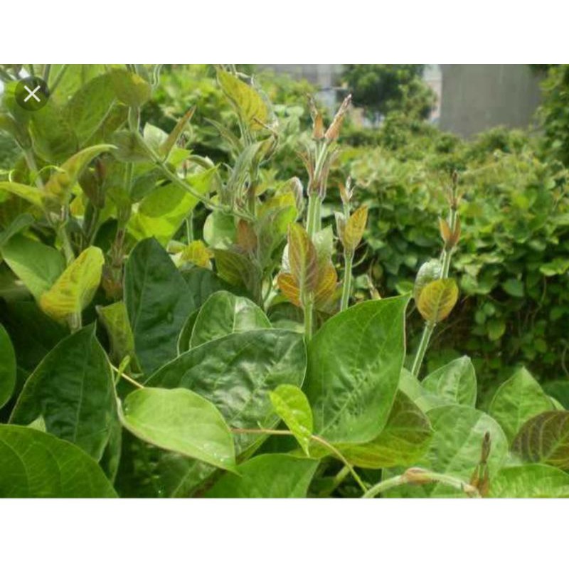 Cây giống rau mơ lông tím