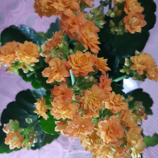 2chuheocon, Cửa hàng trực tuyến | BigBuy360 - bigbuy360.vn