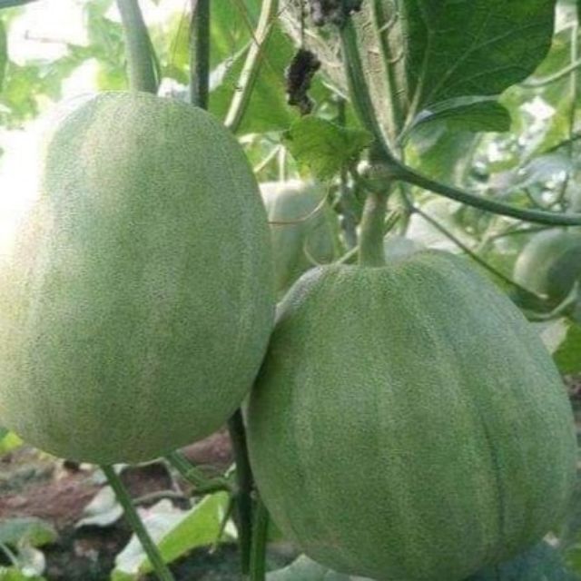 10 HẠT GIỐNG DƯA LÊ LỤC NGỌC SIÊU NGỌT F1