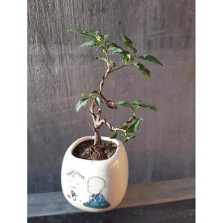 hồng ngọc mai siêu mini