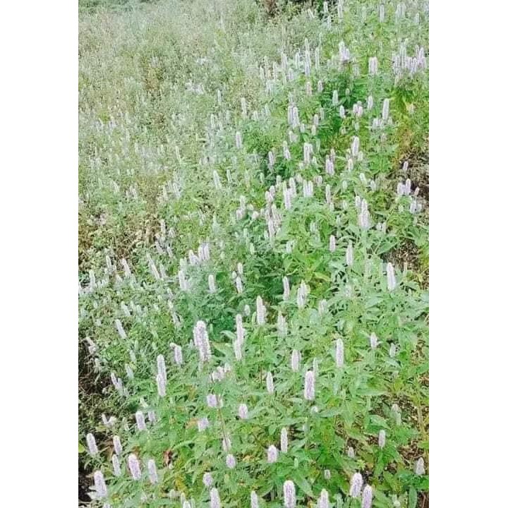 Mật Ong Bạc Hà Nguyên Chất 100% | BigBuy360 - bigbuy360.vn