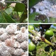 Thuốc Trừ Rầy, Rệp Sáp, Rệp Vảy, Rệp Kim ,Nhện đỏ Bop Nhật 750