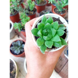 sen đá dạ quang lá dài