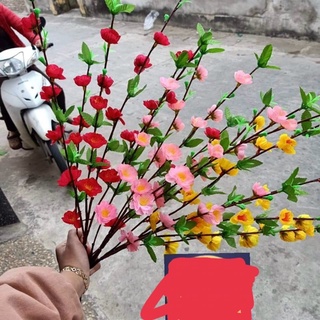 Hoa  Mai Đào tết