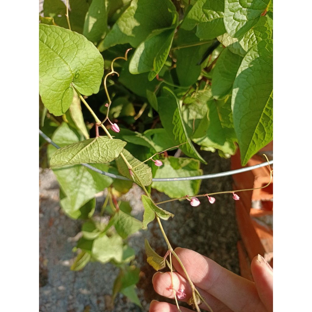 Hoa tigon trồng hàng rào, Antigonon leptopus Hook.Et Arn - Trang Flowers