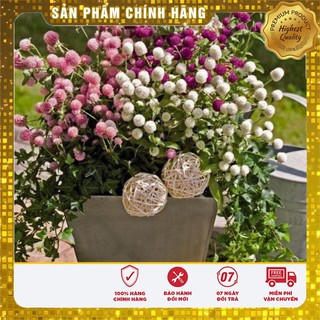 Bộ gói hạt giống Cúc bách nhật