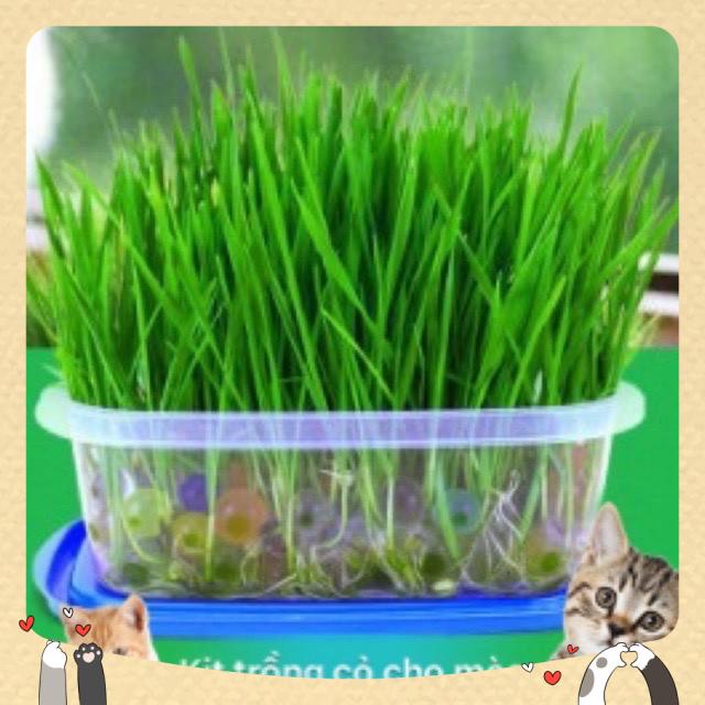 Cỏ mèo tươi - set cỏ mèo tự trồng