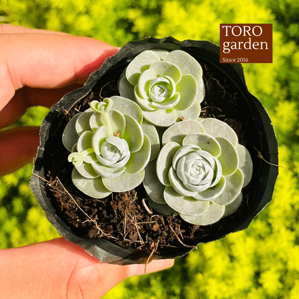 Sen đá dù tròn Đà Lạt size bé cây cảnh trang trí nhà cửa Toro garden
