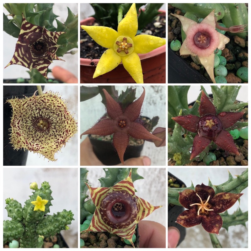 Combo 15 loại sao biển ngẫu nhiên