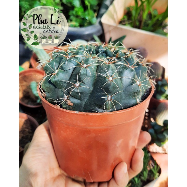Xương rồng thần long nhiều size
