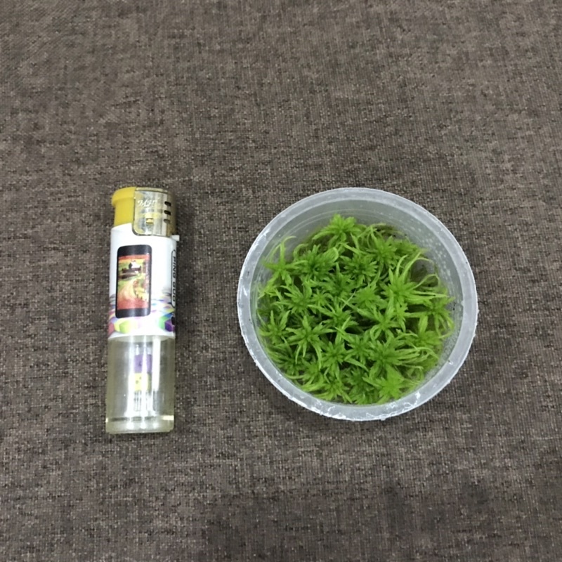 Hộp dớn Teres size 6,8cmx3cm