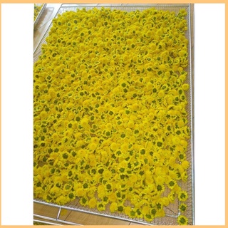 Trà hoa cúc hữu cơ Organic