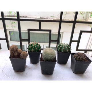 Combo 3 cây xương rồng ( cây gửi khác nhau )