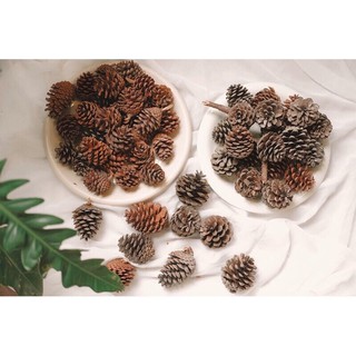 [Hàng sẵn] Quả thông khô trang trí decor (gồm cành)