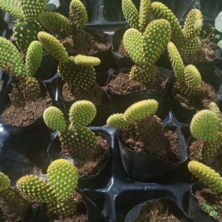 Xương rồng tai thỏ xanh