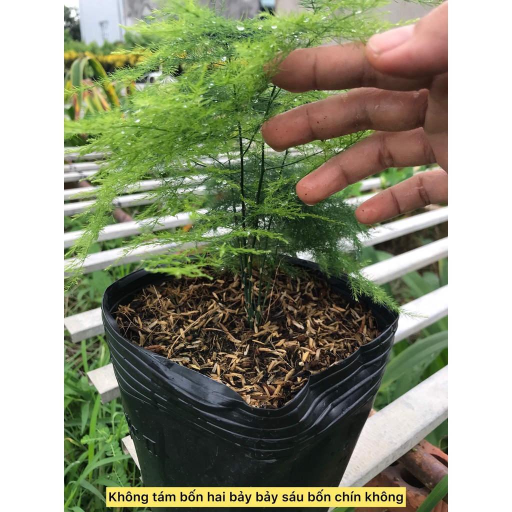 Cây thủy tùng- cây công trình- cây phong thủy- cây sân vườn- caykiengsadec