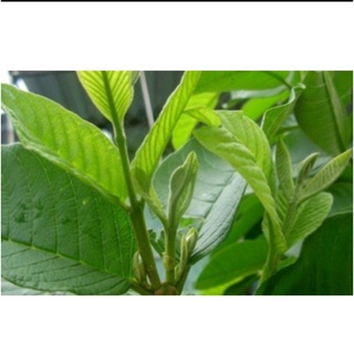 1kg lá ổi tươi