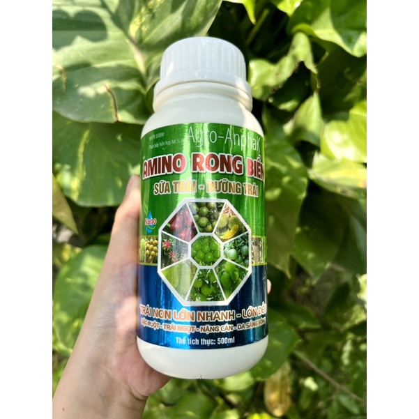 AMINO RONG BIỂN SỮA TRÁI DƯỠNG TRÁI TRÁI NON LỚN NHANH - LỚN ĐỀU - ĐẶC RUỘT - TRÁI NGỌT - NẶNG CÂN - DA SÁNG BÓNG