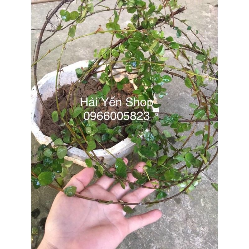 Cây vảy ốc  sum suê dài 30-40cm bầu đóng túi,ko gồm chậu