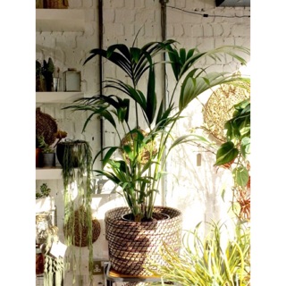 [Giá xưởng]Bộ 3 sọt cói xiên đa năng trồng cây đựng đồ trang trí nhà cửa