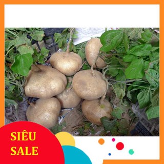 20 hạt giống củ đậu siêu ngọt  TẾT KHUYẾN MẠI