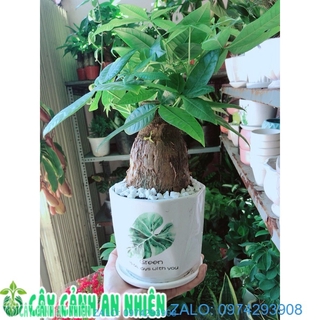 Chậu cây kim ngân 1 thân