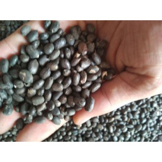 1kg Hạt thầu dầu Tốt Cho Người Bị trĩ