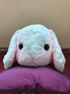 Thỏ loppy nằm