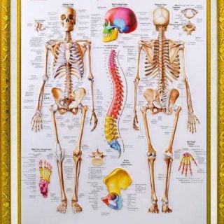 Tranh y khoa 2d và tranh nổi 3d