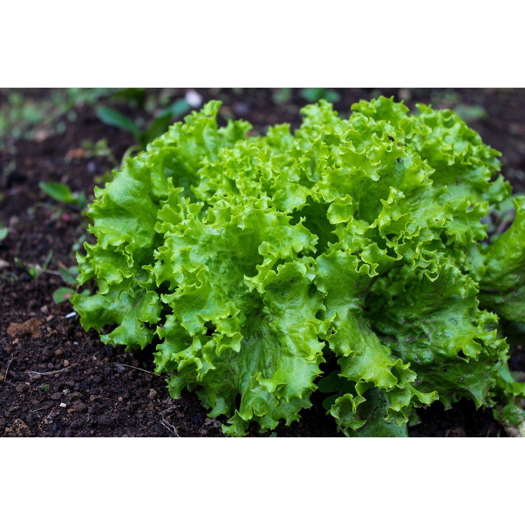 Gói 10 Gram Hạt Giống Xà Lách Xoăn Xanh + Mỡ  Chịu nhiệt tốt kháng bệnh cao Cửa hàng hạt giống tốt 95