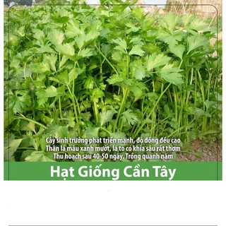 Hạt Giống Rau Cần Tây Xanh Chịu Nhiệt, Năng Suất 3gr