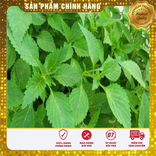 Hạt giống Kinh giới