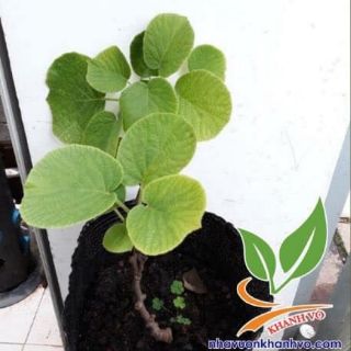 Cây giống kiwi ruột đỏ