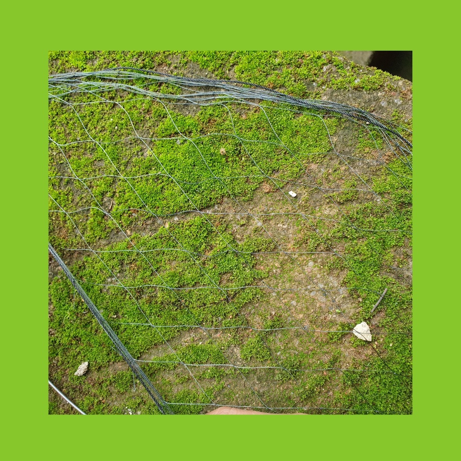 5 Cung bẫy cút rừng , lưới thái sợi nhuyễn siêu tàng hình, khung thép ac độ đàn hồi cao, hàng chuẩn_shop Thanh Khải