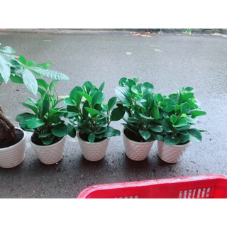 Chậu Cây Trường Sinh 100k/chậu